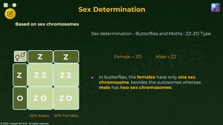 © 2022, Aakash BYJU'S. All rights reserved
Based on sex chromosomes
50% Males 50% Females
O
Z Z
Z Z
Z Z
Z
O
Z O
Z
Sex Determination
Female → ZO Male → ZZ
 In butterflies, the females have only one sex
chromosome, besides the autosomes whereas
male has two sex chromosomes.
Sex determination - Butterflies and Moths : ZZ-ZO Type
 