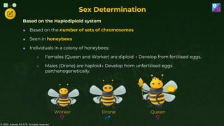 © 2022, Aakash BYJU'S. All rights reserved
Based on the Haplodiploid system
 Based on the number of sets of chromosomes
 Seen in honeybees
 Individuals in a colony of honeybees:
○ Females (Queen and Worker) are diploid → Develop from fertilised eggs.
○ Males (Drone) are haploid→ Develop from unfertilised eggs
parthenogenetically.
Queen
Drone
Worker
Sex Determination
 