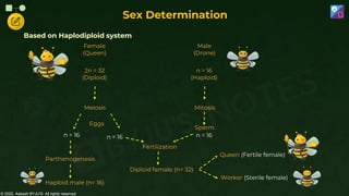 © 2022, Aakash BYJU'S. All rights reserved
Based on Haplodiploid system
Female
(Queen)
2n = 32
(Diploid)
Meiosis
n = 16 n = 16
Parthenogenesis
Haploid male (n= 16)
Male
(Drone)
n = 16
(Haploid)
Mitosis
n = 16
Fertilization
Diploid female (n= 32)
Eggs
Sperm
Queen (Fertile female)
Worker (Sterile female)
Sex Determination
 