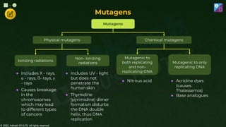 © 2022, Aakash BYJU'S. All rights reserved
Mutagens
Physical mutagens Chemical mutagens
Ionizing radiations
Non- ionizing
radiations
Mutagenic to
both replicating
and non-
replicating DNA
Mutagenic to only
replicating DNA
● Includes X - rays,
α - rays, ß- rays, γ
- rays
● Causes breakage
in the
chromosomes
which may lead
to different types
of cancers
● Nitrous acid ● Acridine dyes
(causes
Thalassemia)
● Base analogues
● Includes UV - light
but does not
penetrate the
human skin
● Thymidine
(pyrimidine) dimer
formation disturbs
the DNA double
helix, thus DNA
replication
Mutagens
 