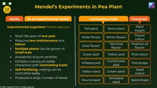 © 2022, Aakash BYJU'S. All rights reserved
Experimental organism: Pisum sativum
● Short life span of one year
● Requires less maintenance and
labour
● Multiple plants can be grown in
small area
● Availability of pure varieties
● Exhibits a variety of visible
characters with contrasting traits
● Self-fertilising, mating can be
controlled easily
● Produces a large number of seeds
Mendel’s Experiments in Pea Plant
Contrasting traits Character
Tall plant
Violet flower
Axial flower
Green pod
Inflated pod
Yellow seed
Round seed
Plant
height
Flower
colour
Position of
flower
Pod colour
Pod shape
Seed
colour
Seed shape
Short plant
White flower
Terminal
flower
Yellow pod
Constricted
pod
Green seed
Wrinkled
seed
As an experimental model
Merits
 
