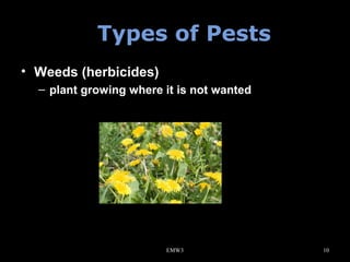 Types of Pests
• Weeds (herbicides)
– plant growing where it is not wanted

EMW3

10

 