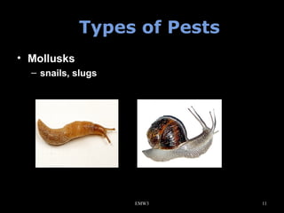 Types of Pests
• Mollusks
– snails, slugs

EMW3

11

 