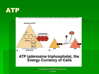 Copyright © 2006 PE Resources
Limited
ATP
 