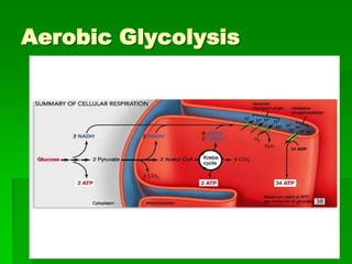 Copyright © 2006 PE Resources
Limited
Aerobic Glycolysis
 