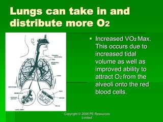Copyright © 2006 PE Resources
Limited
Lungs can take in and
distribute more O2
 Increased VO2 Max.
This occurs due to
increased tidal
volume as well as
improved ability to
attract O2 from the
alveoli onto the red
blood cells.
 