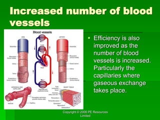 Copyright © 2006 PE Resources
Limited
Increased number of blood
vessels
 Efficiency is also
improved as the
number of blood
vessels is increased.
Particularly the
capillaries where
gaseous exchange
takes place.
 