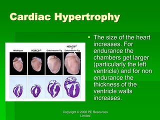 Copyright © 2006 PE Resources
Limited
Cardiac Hypertrophy
 The size of the heart
increases. For
endurance the
chambers get larger
(particularly the left
ventricle) and for non
endurance the
thickness of the
ventricle walls
increases.
 