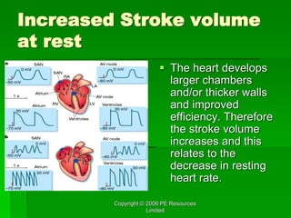 Copyright © 2006 PE Resources
Limited
Increased Stroke volume
at rest
 The heart develops
larger chambers
and/or thicker walls
and improved
efficiency. Therefore
the stroke volume
increases and this
relates to the
decrease in resting
heart rate.
 
