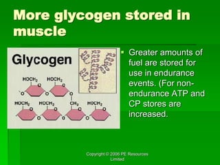 Copyright © 2006 PE Resources
Limited
More glycogen stored in
muscle
 Greater amounts of
fuel are stored for
use in endurance
events. (For non-
endurance ATP and
CP stores are
increased.
 