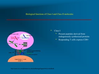 Biological functions of Class I and Class II molecules
* Class I
* Present peptides derived from
endogenously synthesized ...