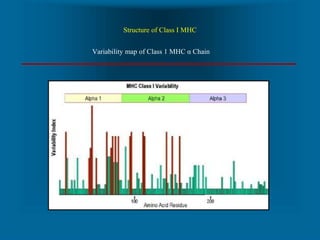 Structure of Class II MHC
Variability map of Class2 MHC β Chain
 