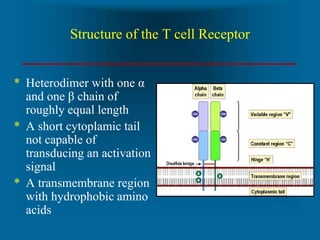 The “Immunological Synapse”
* Engagement of TCR and
Ag/MHC is one signal
needed for activation of T
cells
* Second signal ...