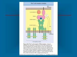 Key Steps in T cell Activation
* APC must process and present peptides to T cells
* T cells must receive a costimulatory s...