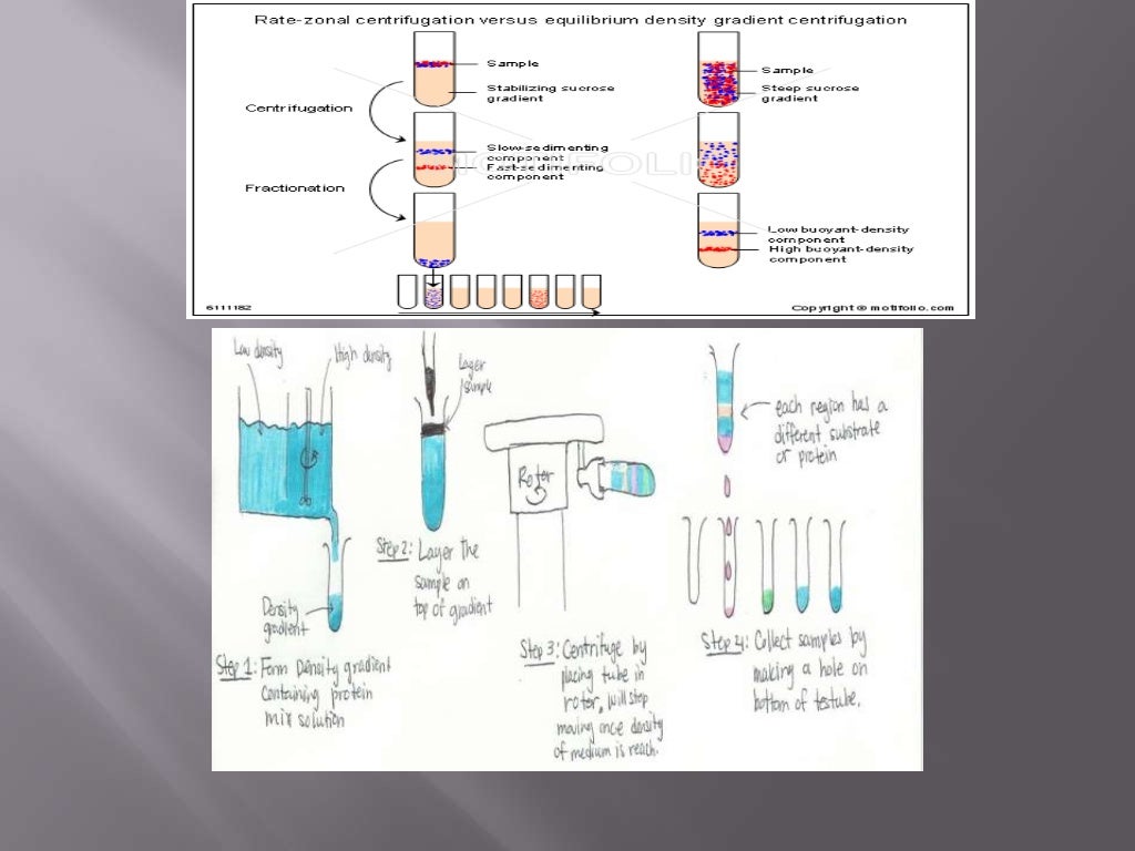 Principles and applications of centrifugation ppt