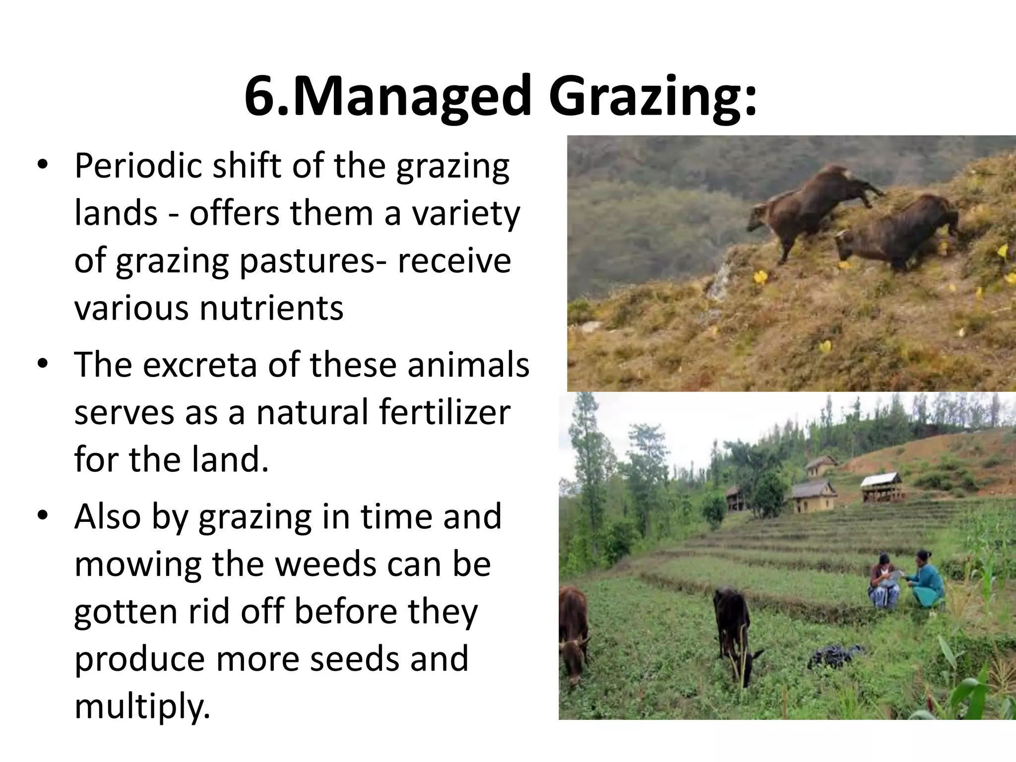 6.Managed Grazing:
• Periodic shift of the grazing
lands - offers them a variety
of grazing pastures- receive
various nutrients
• The excreta of these animals
serves as a natural fertilizer
for the land.
• Also by grazing in time and
mowing the weeds can be
gotten rid off before they
produce more seeds and
multiply.
 