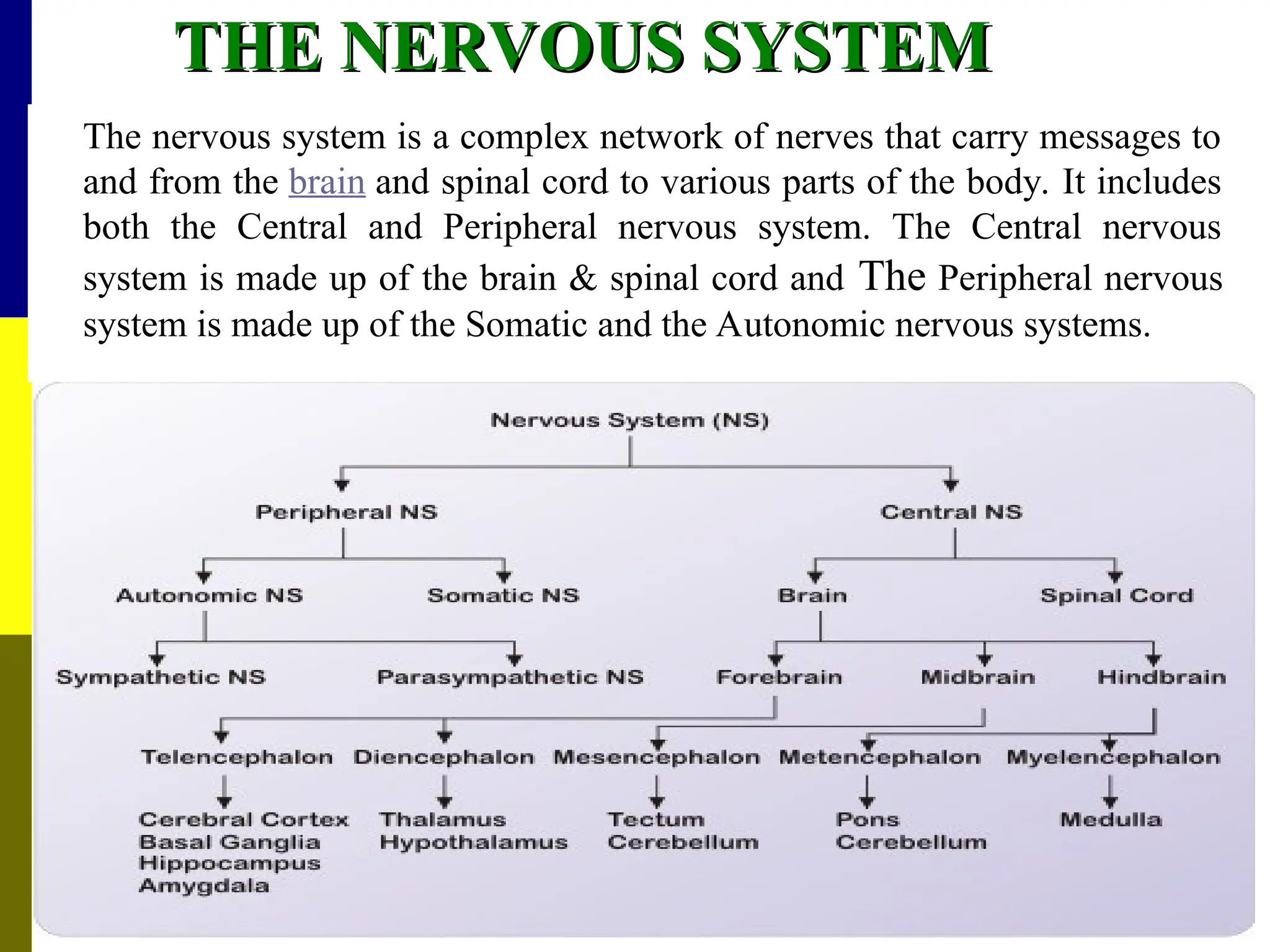 THE NERVOUS SYSTEM
THE NERVOUS SYSTEM
The nervous system is a complex network of nerves that carry messages to
and from the brain and spinal cord to various parts of the body. It includes
both the Central and Peripheral nervous system. The Central nervous
system is made up of the brain & spinal cord and The Peripheral nervous
system is made up of the Somatic and the Autonomic nervous systems.
 