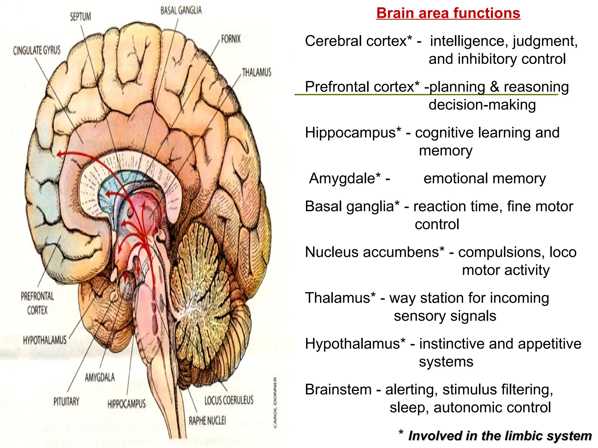 Brain area functions
Cerebral cortex* - intelligence, judgment,
and inhibitory control
Prefrontal cortex* -planning & reasoning
decision-making
Hippocampus* - cognitive learning and
memory
Amygdale* - emotional memory
Basal ganglia* - reaction time, fine motor
control
Nucleus accumbens* - compulsions, loco
motor activity
Thalamus* - way station for incoming
sensory signals
Hypothalamus* - instinctive and appetitive
systems
Brainstem - alerting, stimulus filtering,
sleep, autonomic control
* Involved in the limbic system
Involved in the limbic system
 