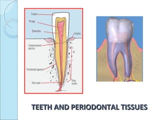 Pulp


 Dentin




 TEETH AND PERIODONTAL TISSUES
 