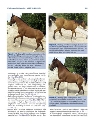 Principles and practice of therapeutic exercise for horses | PDF