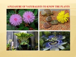 A PLEASURE OF NATURALISTS TO KNOW THE PLANTS
 