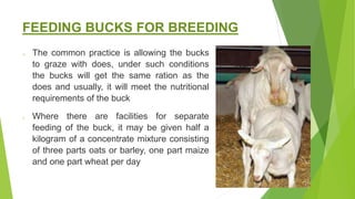 Buck Ration PRINCIPLES AND SYSTEMS OF FEEDING AND WATERING DIFFERENT.pptx