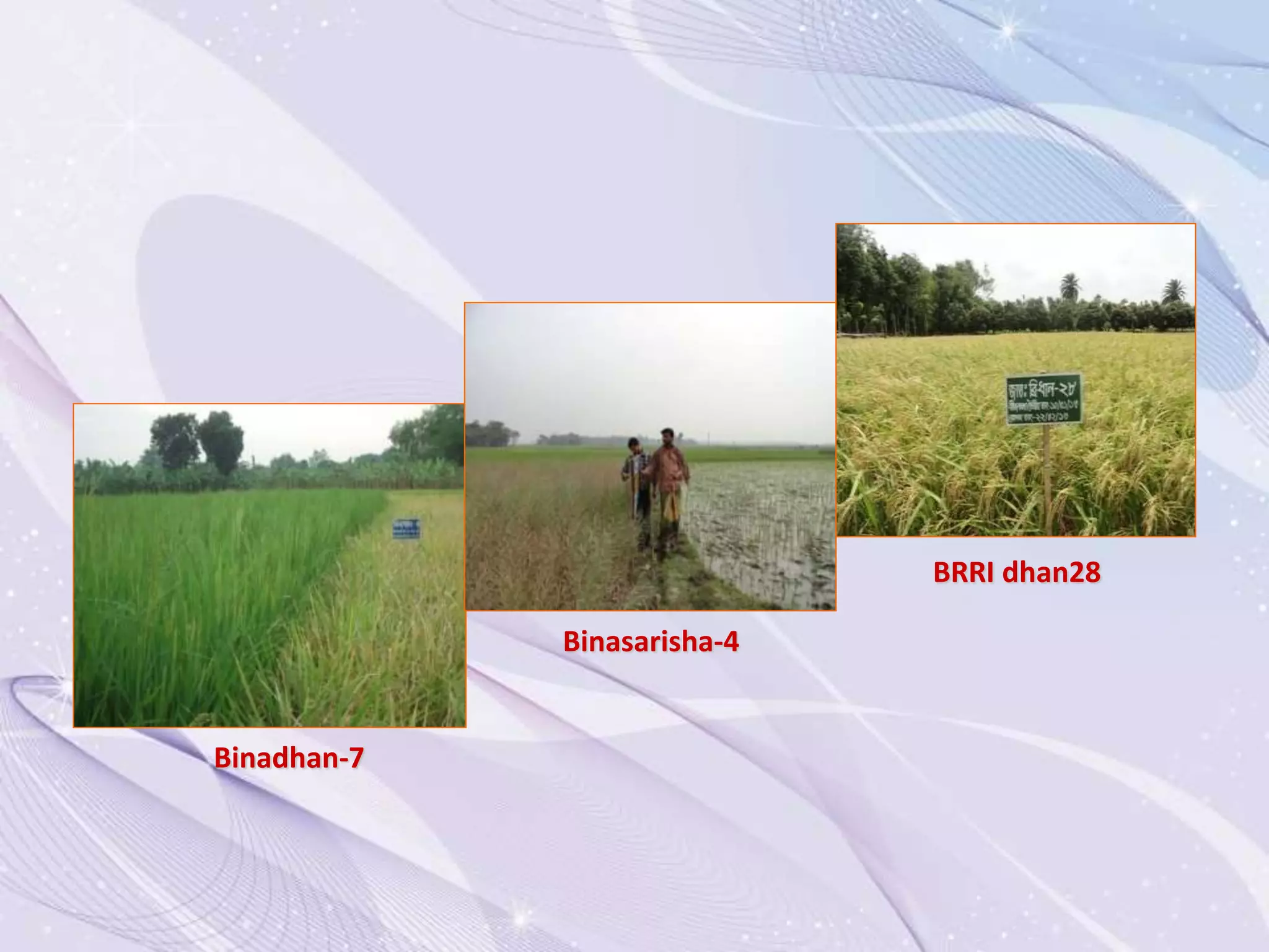 BRRI dhan28
Binadhan-7
Binasarisha-4
 