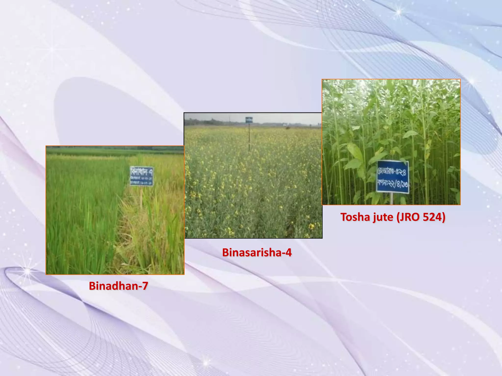 Binadhan-7
Binasarisha-4
Tosha jute (JRO 524)
 