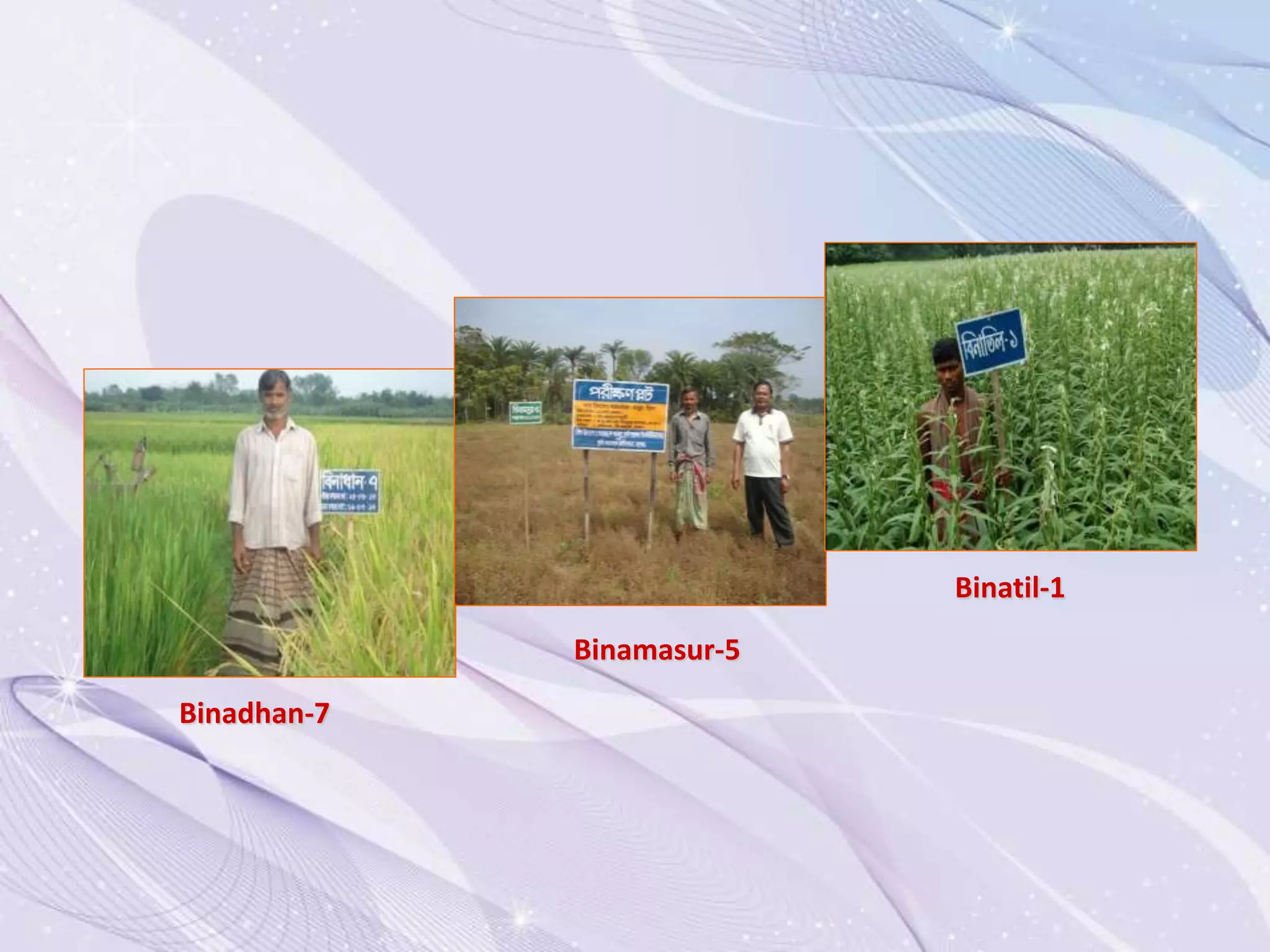 Binamasur-5
Binatil-1
Binadhan-7
 