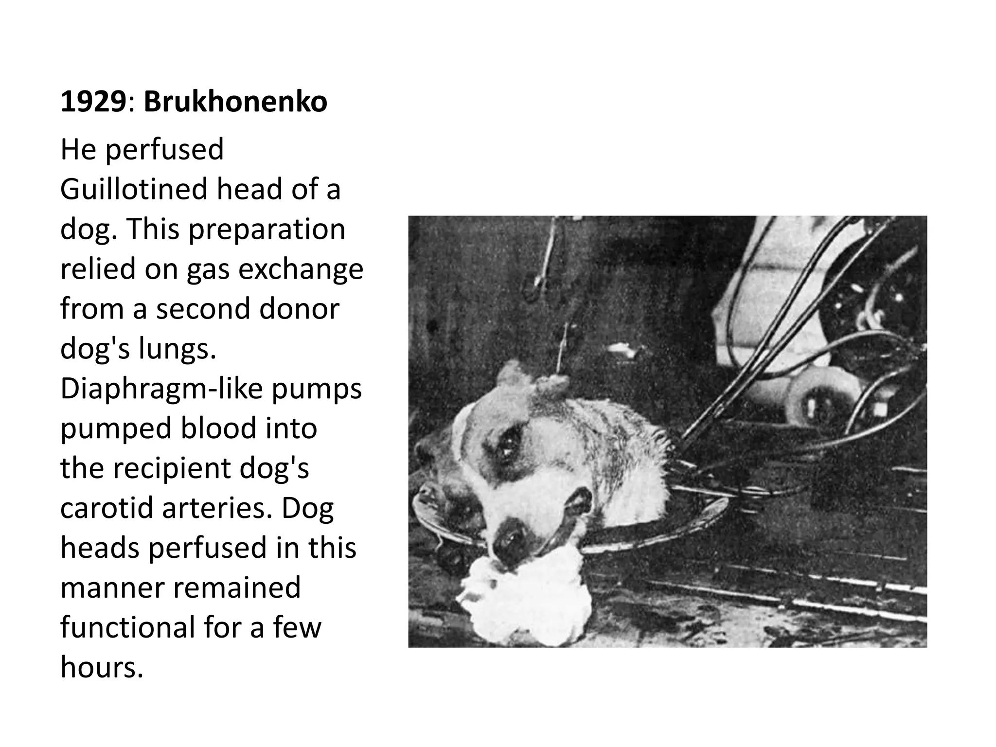 1929: Brukhonenko
He perfused
Guillotined head of a
dog. This preparation
relied on gas exchange
from a second donor
dog's lungs.
Diaphragm-like pumps
pumped blood into
the recipient dog's
carotid arteries. Dog
heads perfused in this
manner remained
functional for a few
hours.
 