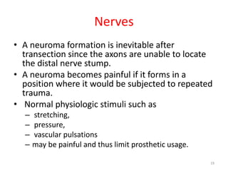 Nerves
• A neuroma formation is inevitable after
transection since the axons are unable to locate
the distal nerve stump.
• A neuroma becomes painful if it forms in a
position where it would be subjected to repeated
trauma.
• Normal physiologic stimuli such as
– stretching,
– pressure,
– vascular pulsations
– may be painful and thus limit prosthetic usage.
19
 