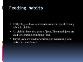 Feeding habits
 Ichthyologists have described a wide variety of feeding
habits in cichlids.
 All cichlids have two pairs...