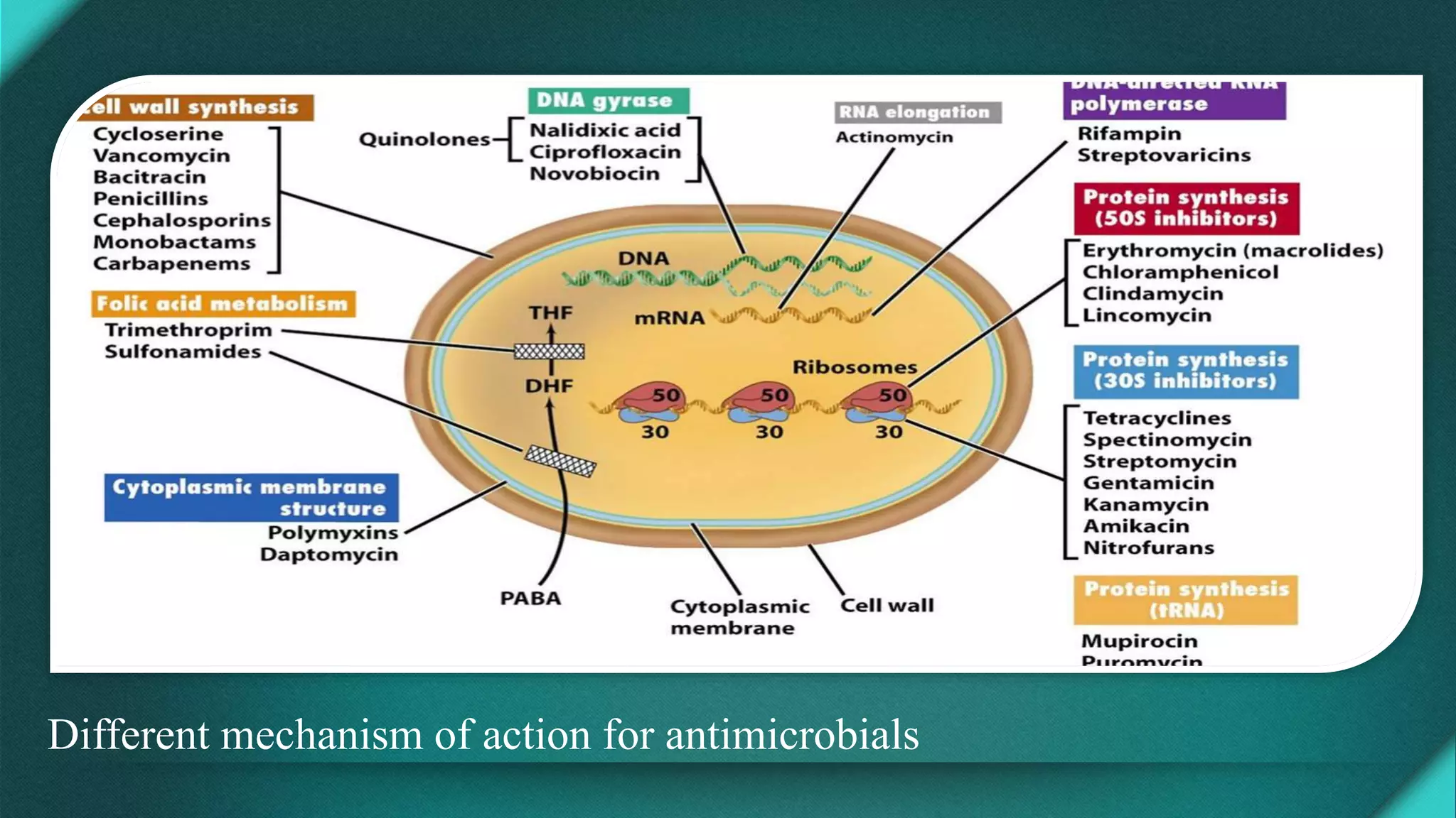 Different mechanism of action for antimicrobials
 