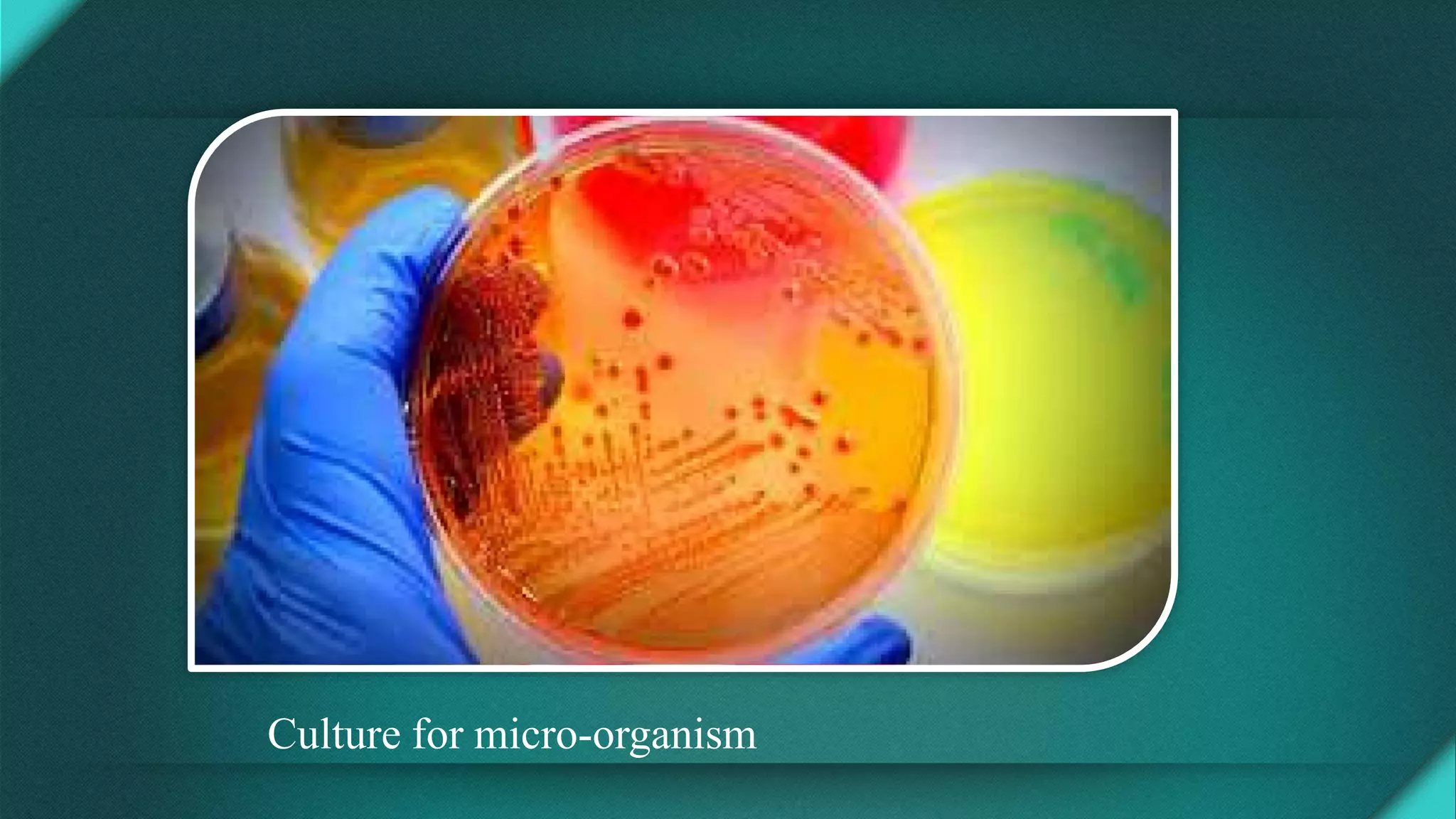Culture for micro-organism
 