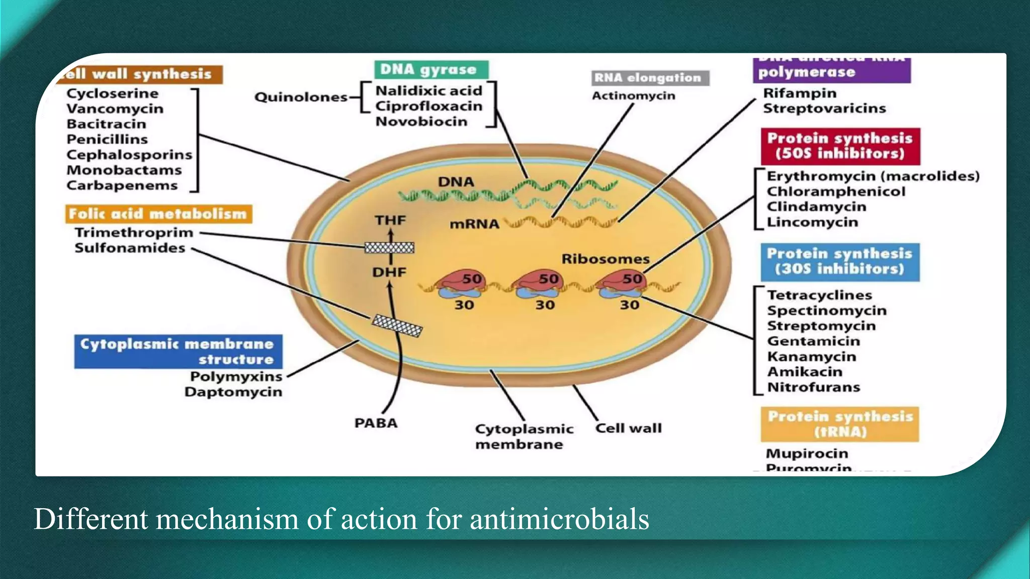 Different mechanism of action for antimicrobials
 