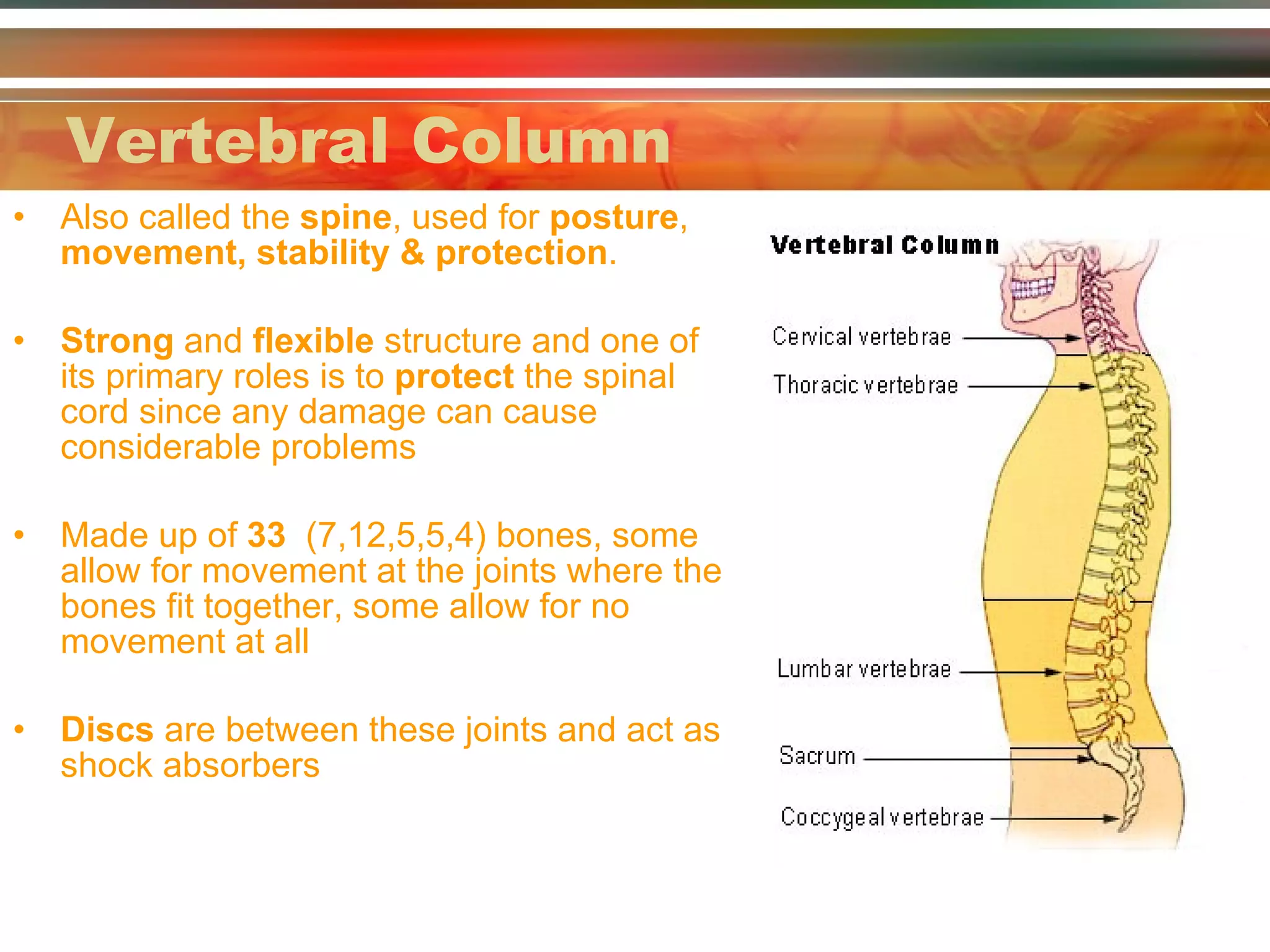 Bone Roles Principles of a+p 1112 session 1 - skeletal system | PPT