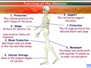 Principles of a+p 1112 session 3 function and classification of bones | PPT