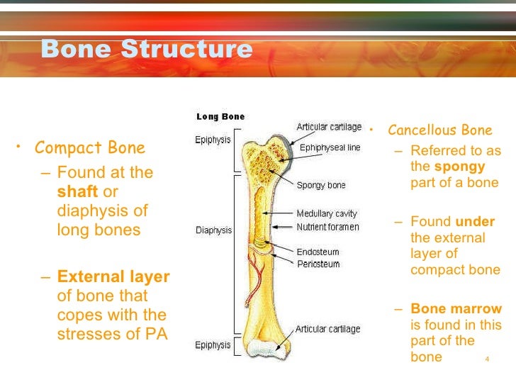 BONE STRUCTURE AND FUNCTION PDF DOWNLOAD BONE STRUCTURE AND FUNCTION PDF DOWNLOAD