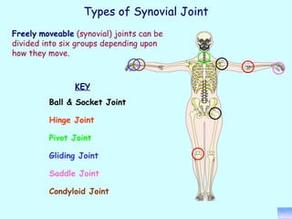 KEY Ball & Socket Joint Hinge Joint Pivot Joint Gliding Joint Saddle Joint Condyloid Joint Freely   moveable  (synovial) joints can be divided into six groups depending upon how they move. Types of Synovial Joint 