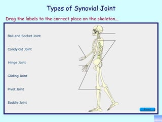 Types of Synovial Joint Drag the labels to the correct place on the skeleton... 