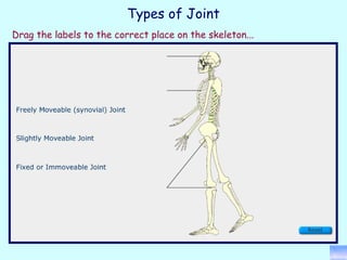 Drag the labels to the correct place on the skeleton... Types of Joint 