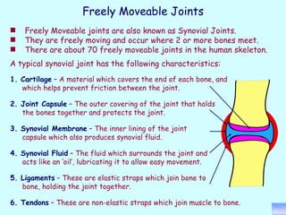 Freely Moveable joints are also known as Synovial Joints. They are freely moving and occur where 2 or more bones meet. There are about 70 freely moveable joints in the human skeleton.  A typical synovial joint has the following characteristics: 2.   Joint   Capsule  – The outer covering of the joint that holds the bones together and protects the joint. 3.   Synovial   Membrane  – The inner lining of the joint capsule which also produces synovial fluid. 4.   Synovial   Fluid  – The fluid which surrounds the joint and acts like an ‘oil’, lubricating it to allow easy movement. 5.   Ligaments  – These are elastic straps which join bone to bone, holding the joint together. 6.   Tendons  – These are non-elastic straps which join muscle to bone.   1.   Cartilage  – A material which covers the end of each bone, and which helps prevent friction between the joint. Freely Moveable Joints 