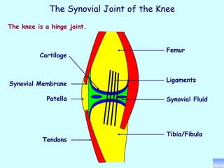 The knee is a hinge joint. Ligaments Tendons Tibia/Fibula Femur Cartilage Synovial Fluid Synovial Membrane Patella The Synovial Joint of the Knee 