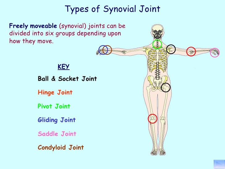 Principles of a+p 1112 session 5 - joints (structure)