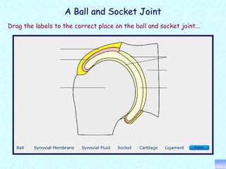 Principles of a+p 1112 session 6 - joints (function) | PPT
