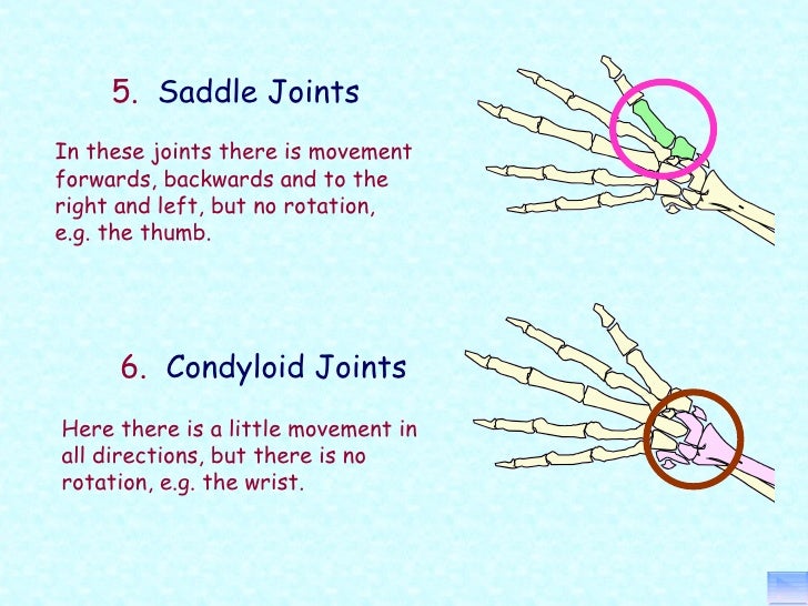 Principles of a+p 1112 session 6 joints (function)