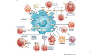 Principles of cancer immunotherapy | PPTX