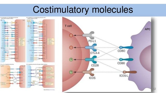 which cells are responsible for antibody production which cells are responsible for antibody production