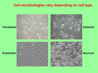Cell morphologies vary depending on cell type
Fibroblastic
Endothelial
Epithelial
Neuronal
 