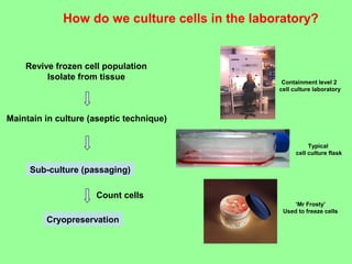 How do we culture cells in the laboratory?
Revive frozen cell population
Isolate from tissue
Maintain in culture (aseptic technique)
Sub-culture (passaging)
Cryopreservation
Count cells
Containment level 2
cell culture laboratory
Typical
cell culture flask
‘Mr Frosty’
Used to freeze cells
 